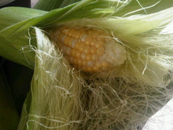 Bermuda Corn