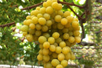 Grapes (Carton)