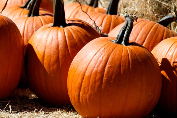 Halloween Pumpkins & Gourds