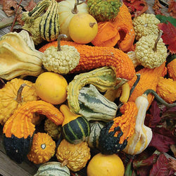 Halloween Pumpkins & Gourds