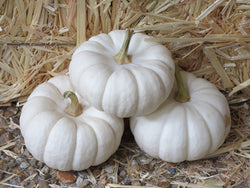 Halloween Pumpkins & Gourds