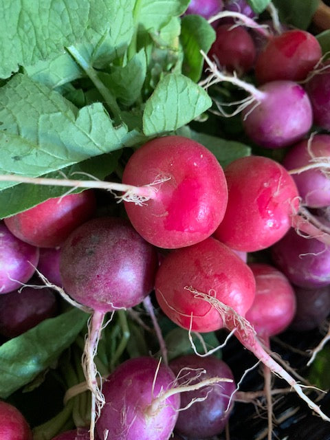 Radish- LOCAL