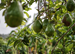 Avocado (Per avocado)