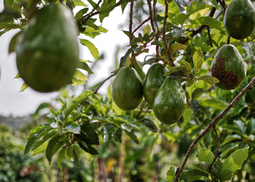 Avocado (Per avocado)