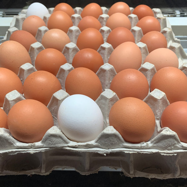 Eggs (tray of 30)- LOCAL