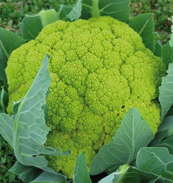 Cauliflower( order by piece/ priced per Lb)- LOCAL