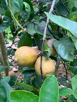 Lime (1)
