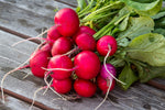 Radish- LOCAL