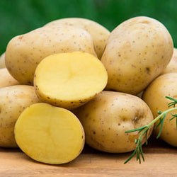 Yukon Gold Potato ( Bag)