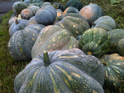 Pumpkin( order by piece/ priced per Lb)